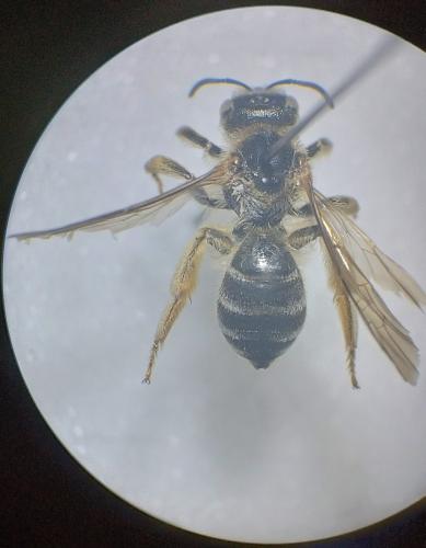 Halictus quadricinctus